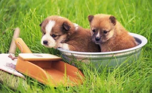 深圳羅湖水庫(kù)24小時(shí)寵物醫(yī)院 全天候守護(hù)您的愛(ài)寵健康