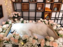 保定寵物服務(wù)機構(gòu) 全方位守護您的愛寵健康與幸福