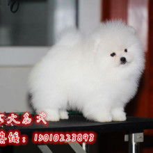 2019寵物市場定價與批發(fā)服務(wù)指南